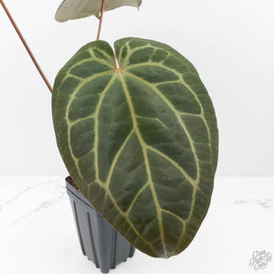 Anthurium Home, Sweet Home '32' x Dark & Handsome '9' by DocBlock® (wk20-F)