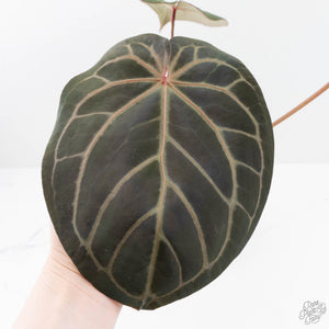 Anthurium Home, Sweet Home '32' x Dark & Handsome '9' by DocBlock® (wk20-F)