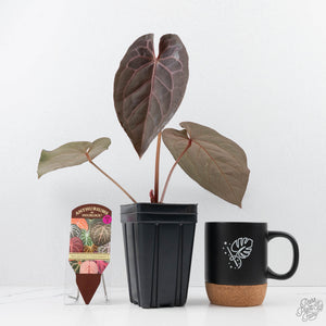 Anthurium Home, Sweet Home '32' x Dark & Handsome '9' by DocBlock® (wk22-Y)