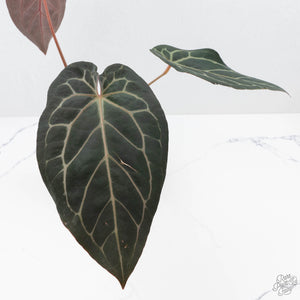 Anthurium Home, Sweet Home '32' x Dark & Handsome '9' by DocBlock® (wk22-Y)