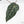 Anthurium Home, Sweet Home '32' x Dark & Handsome '9' by DocBlock® (wk22-Y)
