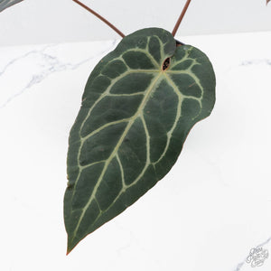 Anthurium Home, Sweet Home '32' x Dark & Handsome '9' by DocBlock® (wk22-Y)