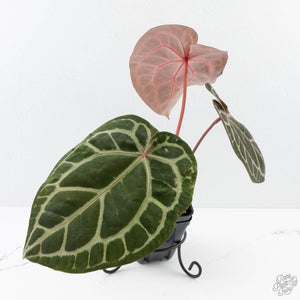 Anthurium Home, Sweet Home '32' x Dark & Handsome '9' by DocBlock® (wk27-K)