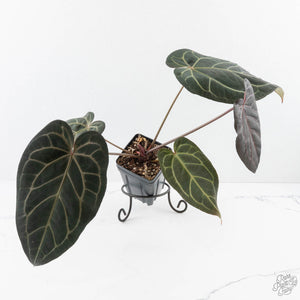 Anthurium Home, Sweet Home '32' x Dark & Handsome '9' by DocBlock® (wk28-G)
