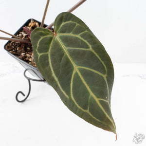 Anthurium Home, Sweet Home '32' x Dark & Handsome '9' by DocBlock® (wk28-G)