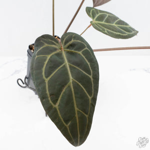 Anthurium Home, Sweet Home '32' x Dark & Handsome '9' by DocBlock® (wk28-G)