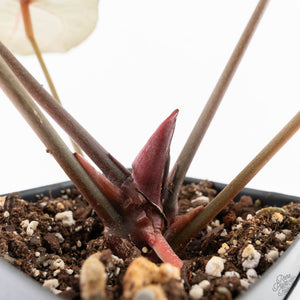 Anthurium Home, Sweet Home '32' x Dark & Handsome '9' by DocBlock® (wk28-G)