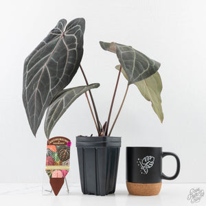 Anthurium Home, Sweet Home '32' x Dark & Handsome '9' by DocBlock® (wk29-C)