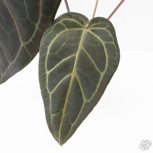 Anthurium Home, Sweet Home '32' x Dark & Handsome '9' by DocBlock® (wk29-C)