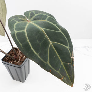 Anthurium Home, Sweet Home '32' x Dark & Handsome '9' by DocBlock® (wk29-C)