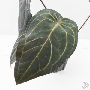 Anthurium Home, Sweet Home '32' x Dark & Handsome '9' by DocBlock® (wk29-C)