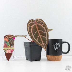 Anthurium Home, Sweet Home '32' x Dark & Handsome '9' by DocBlock® (wk29-M)