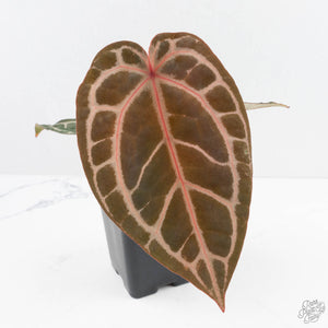 Anthurium Home, Sweet Home '32' x Dark & Handsome '9' by DocBlock® (wk29-M)