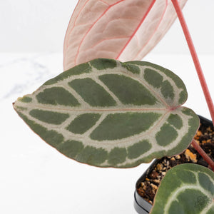 Anthurium Home, Sweet Home '32' x Dark & Handsome '9' by DocBlock® (wk29-M)