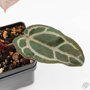 Anthurium Home, Sweet Home '32' x Dark & Handsome '9' by DocBlock® (wk29-M)