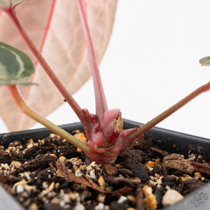 Anthurium Home, Sweet Home '32' x Dark & Handsome '9' by DocBlock® (wk29-M)