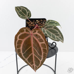 Anthurium Home, Sweet Home '32' x Dark & Handsome '9' by DocBlock® (wk29-M)