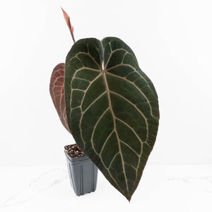 Anthurium Home, Sweet Home '32' x Dark & Handsome '9' by DocBlock® (wk30-A)