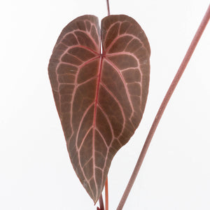 Anthurium Home, Sweet Home '32' x Dark & Handsome '9' by DocBlock® (wk30-A)
