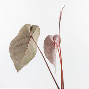 Anthurium Home, Sweet Home '32' x Dark & Handsome '9' by DocBlock® (wk30-A)