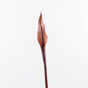 Anthurium Home, Sweet Home '32' x Dark & Handsome '9' by DocBlock® (wk30-A)