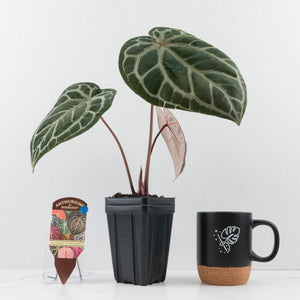 Anthurium Home, Sweet Home '32' x Dark & Handsome '9' by DocBlock® (wk30-C)