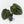 Anthurium Home, Sweet Home '32' x Dark & Handsome '9' by DocBlock® (wk30-C)
