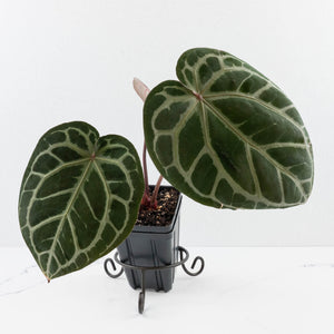 Anthurium Home, Sweet Home '32' x Dark & Handsome '9' by DocBlock® (wk30-C)