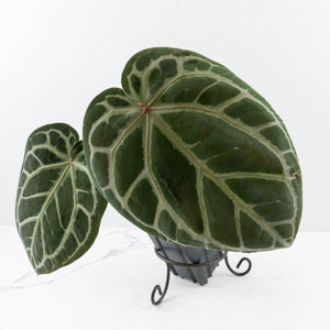 Anthurium Home, Sweet Home '32' x Dark & Handsome '9' by DocBlock® (wk30-C)