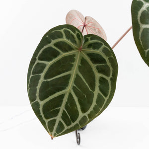 Anthurium Home, Sweet Home '32' x Dark & Handsome '9' by DocBlock® (wk30-C)