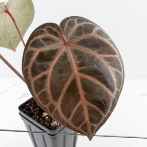 Anthurium Home, Sweet Home '32' x Dark & Handsome '9' by DocBlock® (wk30-C)