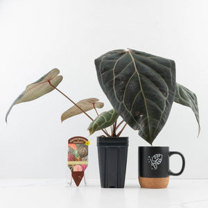 Anthurium Home, Sweet Home '32' x Dark & Handsome '9' by DocBlock® (wk35-L90)