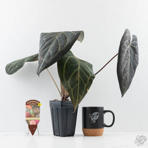 Anthurium Home, Sweet Home '32' x Dark & Handsome '9' by DocBlock (wk42-L90)