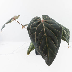 Anthurium Home, Sweet Home '32' x Dark & Handsome '9' by DocBlock® (wk35-L90)