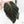Anthurium Home, Sweet Home '32' x Dark & Handsome '9' by DocBlock (wk42-L90)