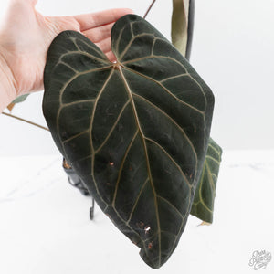 Anthurium Home, Sweet Home '32' x Dark & Handsome '9' by DocBlock (wk42-L90)