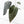 Anthurium Home, Sweet Home '32' x Dark & Handsome '9' by DocBlock® (wk35-L90)