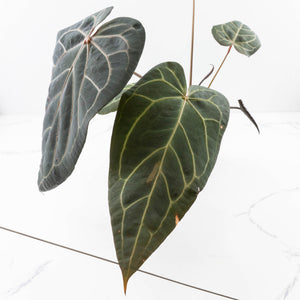 Anthurium Home, Sweet Home '32' x Dark & Handsome '9' by DocBlock® (wk35-L90)