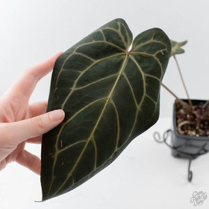 Anthurium Home, Sweet Home '32' x Dark & Handsome '9' by DocBlock (wk42-L90)