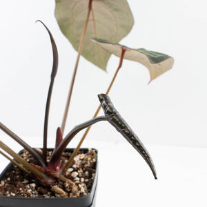 Anthurium Home, Sweet Home '32' x Dark & Handsome '9' by DocBlock® (wk35-L90)