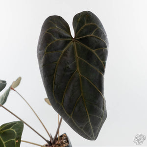 Anthurium Home, Sweet Home '32' x Dark & Handsome '9' by DocBlock (wk42-L90)