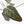 Anthurium Home, Sweet Home '32' x Dark & Handsome '9' by DocBlock® (wk35-L90)