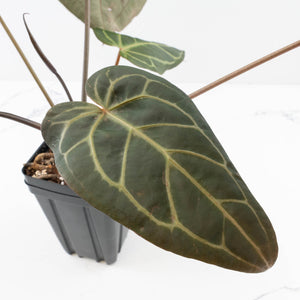 Anthurium Home, Sweet Home '32' x Dark & Handsome '9' by DocBlock® (wk35-L90)