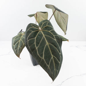 Anthurium Home, Sweet Home '32' x Dark & Handsome '9' by DocBlock® (wk35-L90)