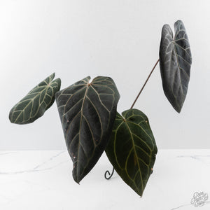 Anthurium Home, Sweet Home '32' x Dark & Handsome '9' by DocBlock (wk42-L90)