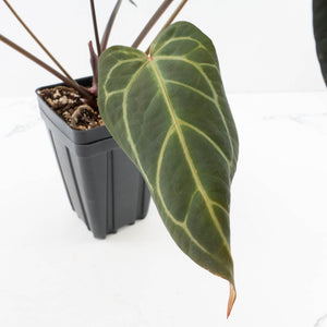 Anthurium Home, Sweet Home '32' x Dark & Handsome '9' by DocBlock® (wk35-L90)