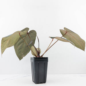 Anthurium Home, Sweet Home '32' x Dark & Handsome '9' by DocBlock® (wk35-L90)