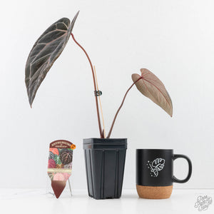 Anthurium Home, Sweet Home '32'  x Red Velvet Cake '24' x by DocBlock® (wk28-H)