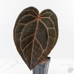Anthurium Home, Sweet Home '32'  x Red Velvet Cake '24' x by DocBlock® (wk28-H)