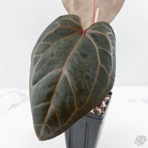 Anthurium Home, Sweet Home '32'  x Red Velvet Cake '24' x by DocBlock® (wk28-H)